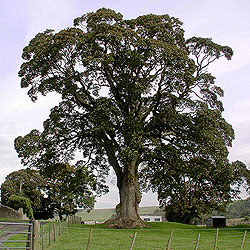 Trees and rolling Dumfriesshire farmland surround Newark Farm