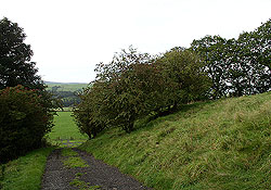 Hawthorn