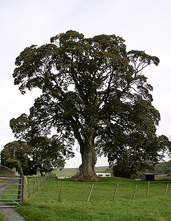 Veteran Maple