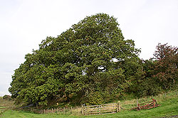 Oakwood