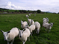 Take care - sheep with lambs