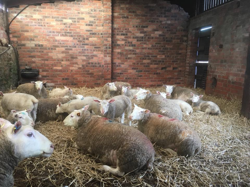 Sheep at Newark Farm Sheep at Newark Farm