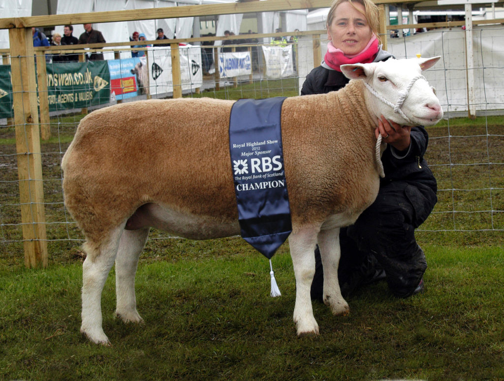 BERRICHON DU cher best was Frances Barbour's ewe