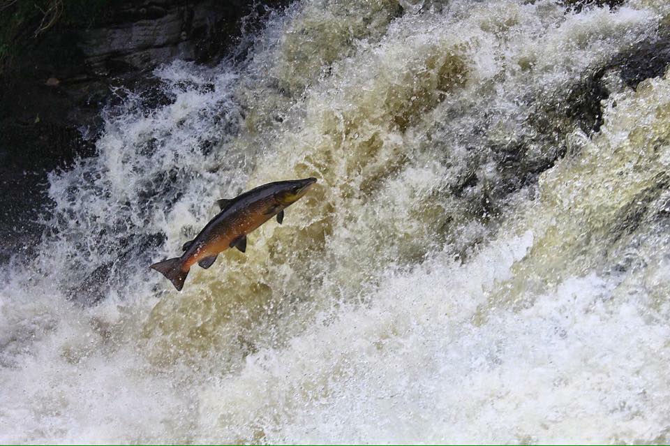 Fishing on the River Nith near Newark Farm, Sanquhar