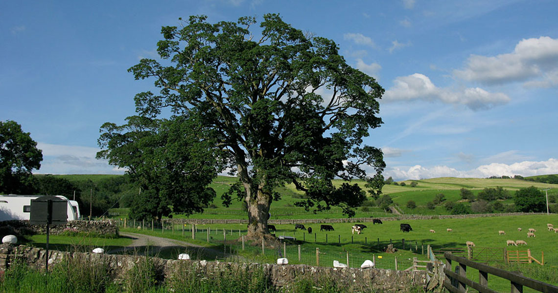 Newark Farm, Sanquhar, Bed and Breakfast accommodation in Dumfries and Galloway