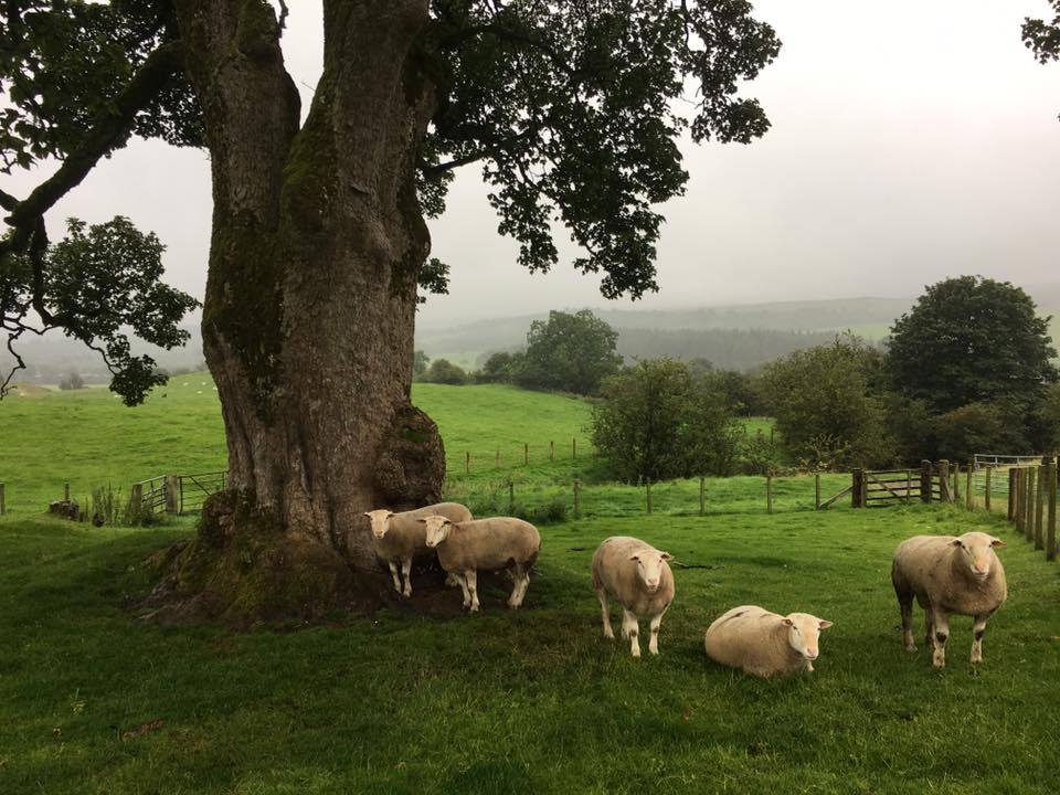 Sheep under the historic plane tree at Newark Farm